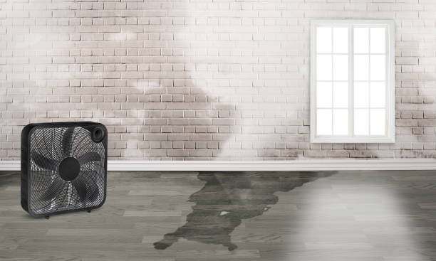 Best Water damage restoration near me  in Lindenhurst, IL